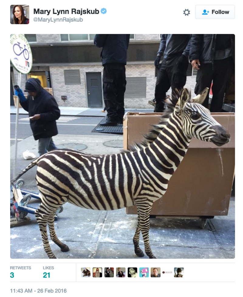 Illustration for article titled That Loose Zebra In New York Is Fake Because Everything On The Internet Is Fake